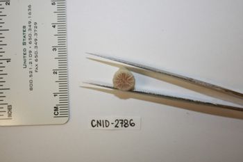 Media type: image;   Invertebrate Zoology CNID-2786 Description: Live specimen.;